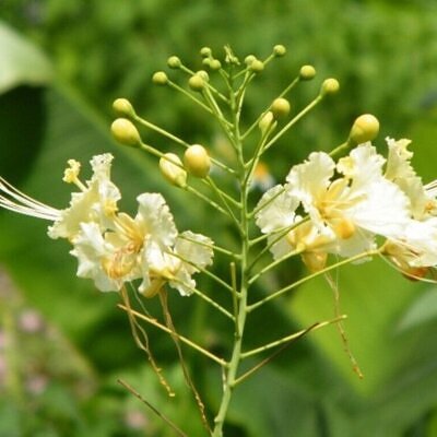 Caesalpinia pulcherrima var. white - White Dwarf Poinciana, Pride of Barbados, Bird of Paradise, Peacock Flower