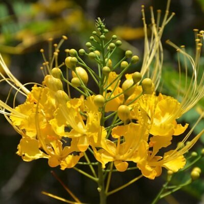 Caesalpinia pulcherrima var. yellow - Yellow Dwarf Poinciana, Pride of Barbados, Bird of Paradise, Peacock Flower