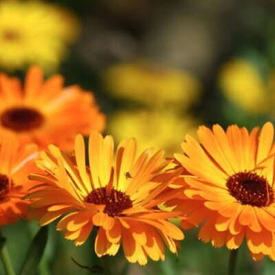 Calendula officinalis - Calendula, Marigold