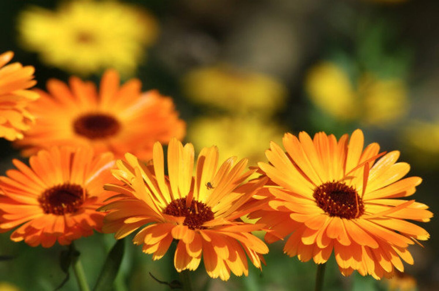 Calendula officinalis - Calendula, Marigold