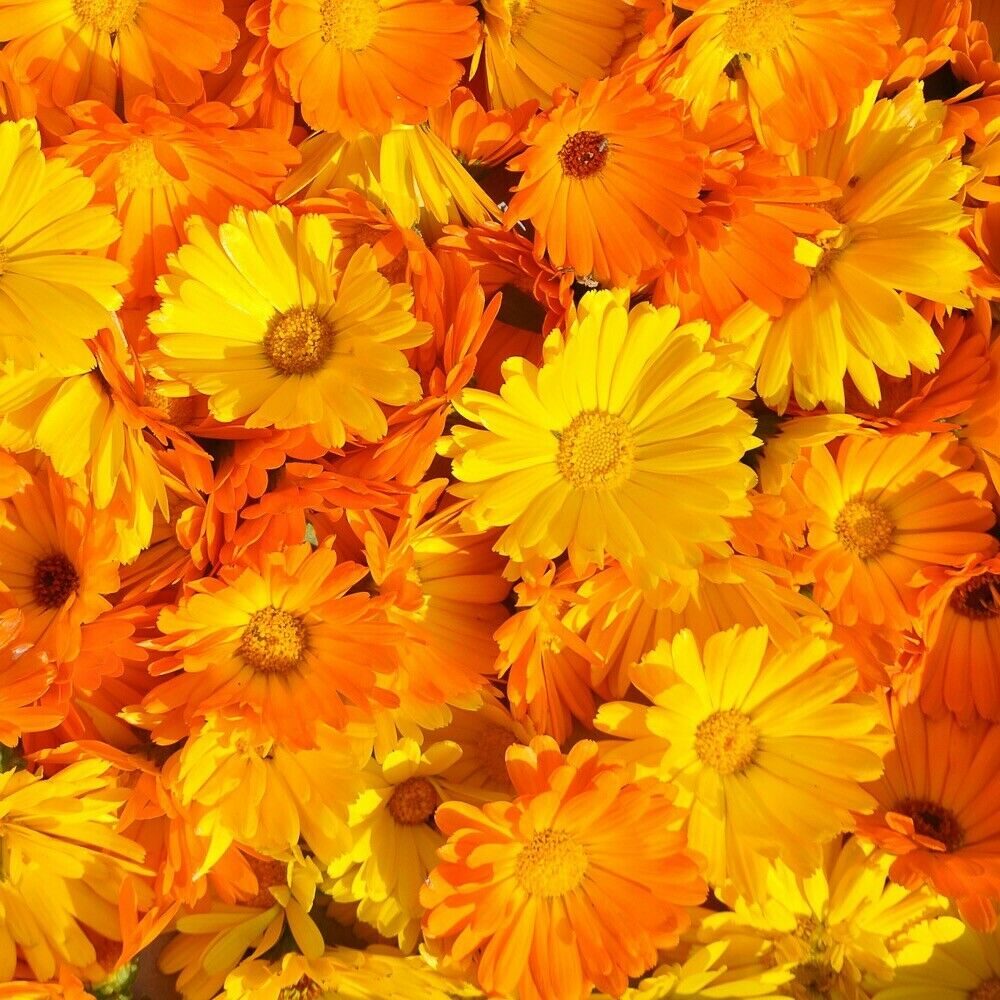 Calendula officinalis - Calendula, Marigold - Image 2