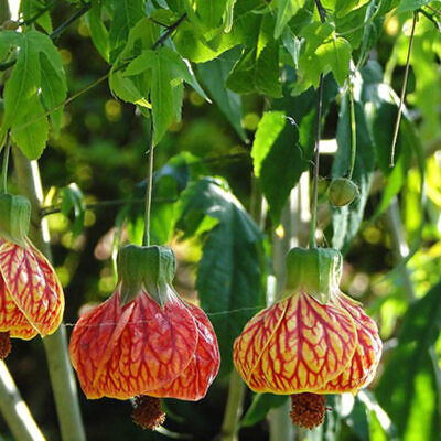 Abutilon pictum / Callianthe picta - Redvein Abutilon, Chinese Lantern, Painted Mallow