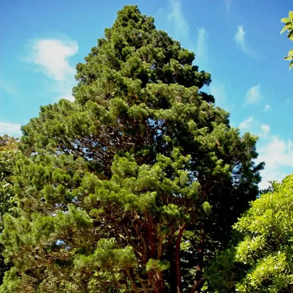 Callitris rhomboidea - Oyster Bay Pine - Image 2
