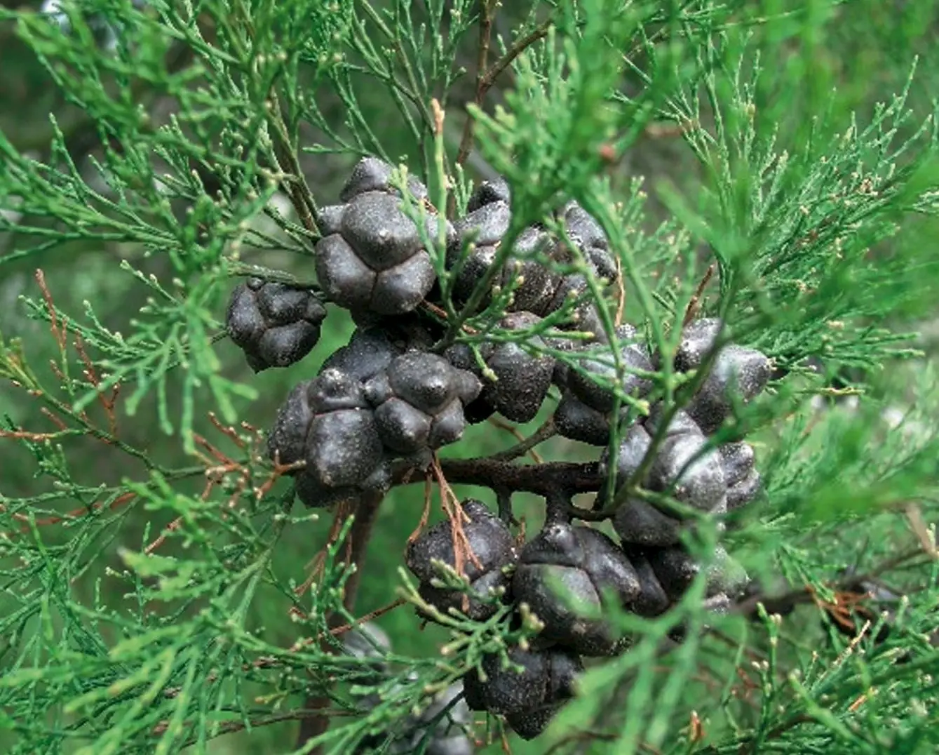 Callitris rhomboidea - Oyster Bay Pine - Image 3