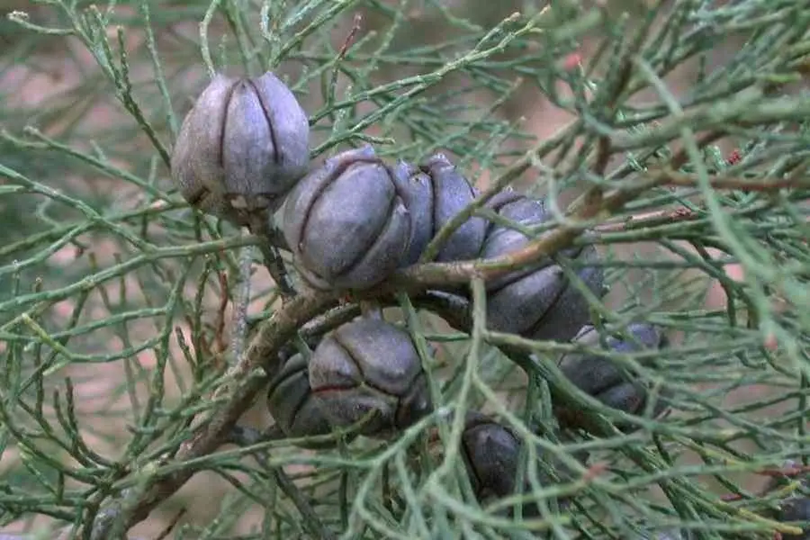 Callitris rhomboidea - Oyster Bay Pine - Image 4
