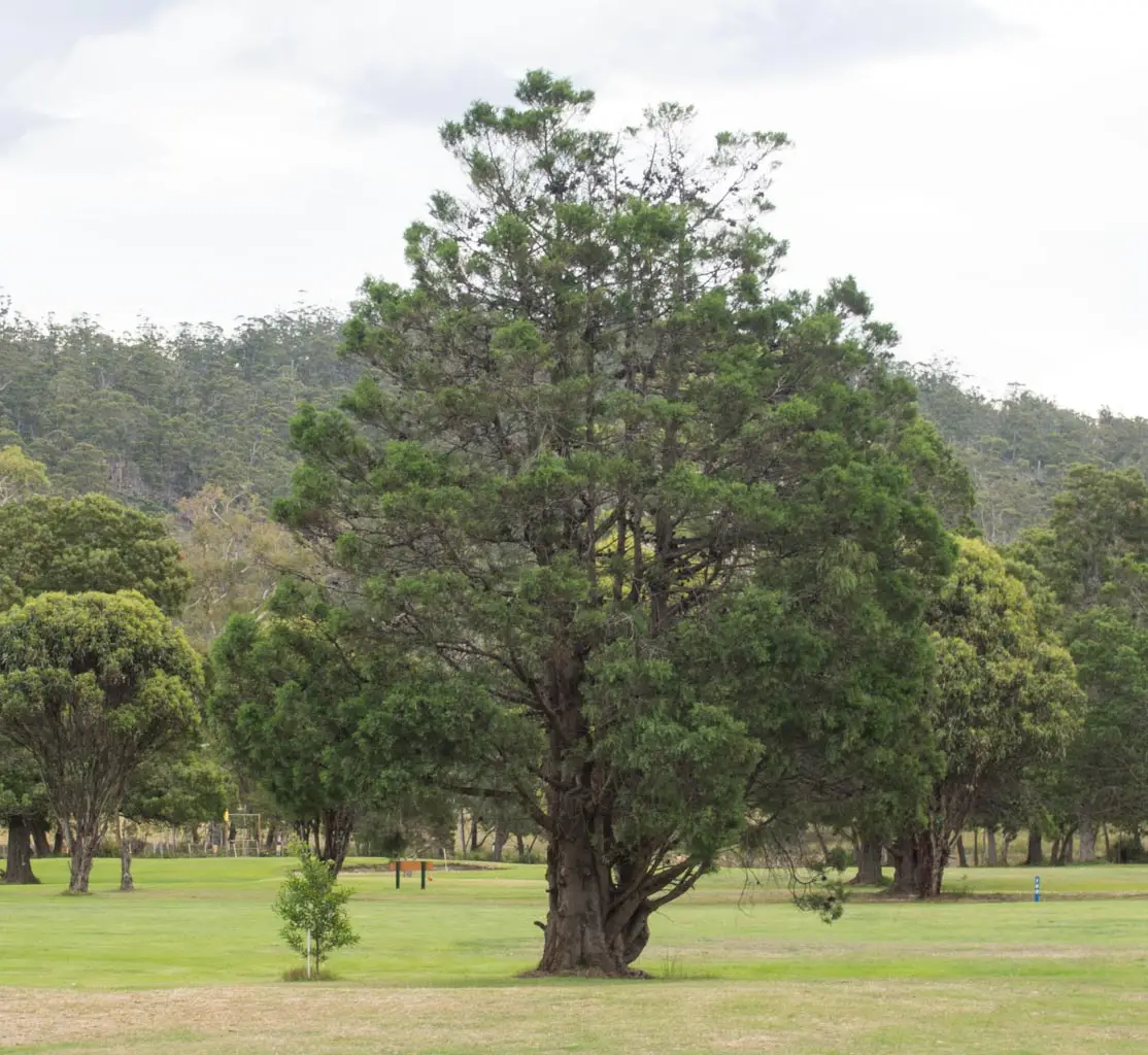 Callitris rhomboidea - Oyster Bay Pine - Image 5