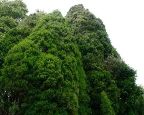 Callitris rhomboidea - Oyster Bay Pine - Image 6