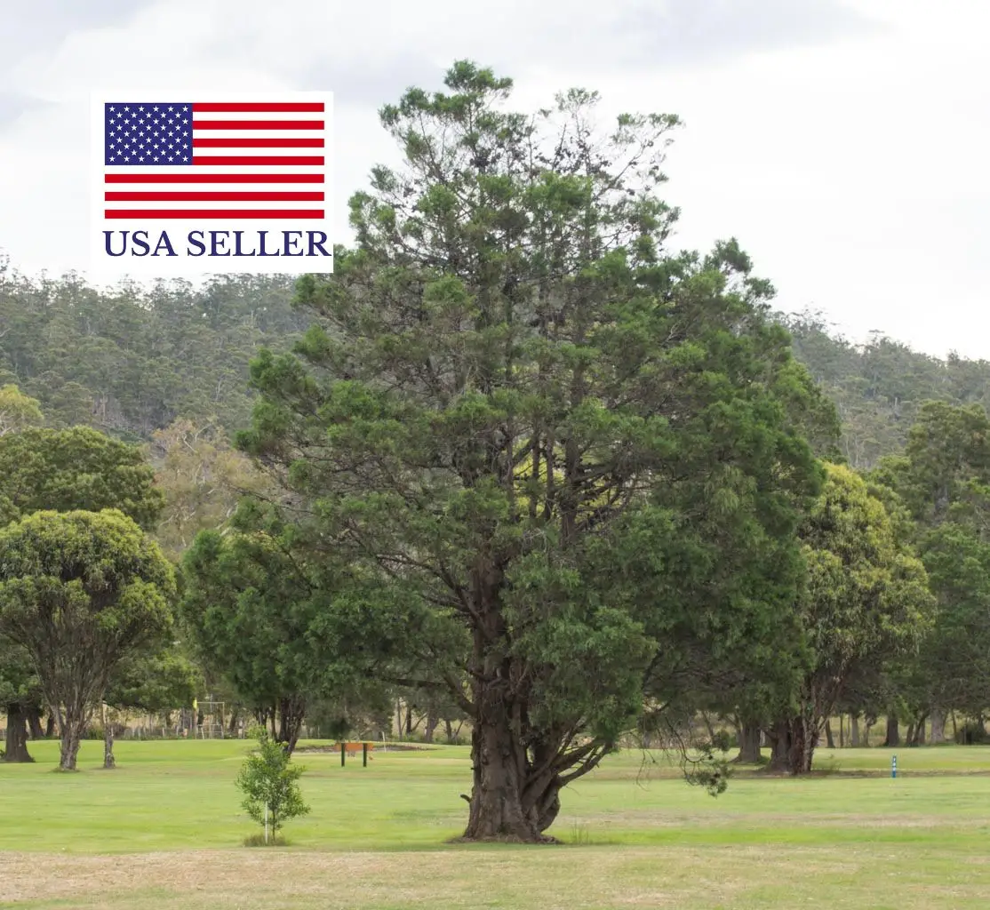 Callitris rhomboidea - Oyster Bay Pine - Image 7