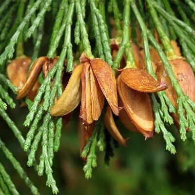 Calocedrus decurrens - California Incense Cedar, Incense Cedar
