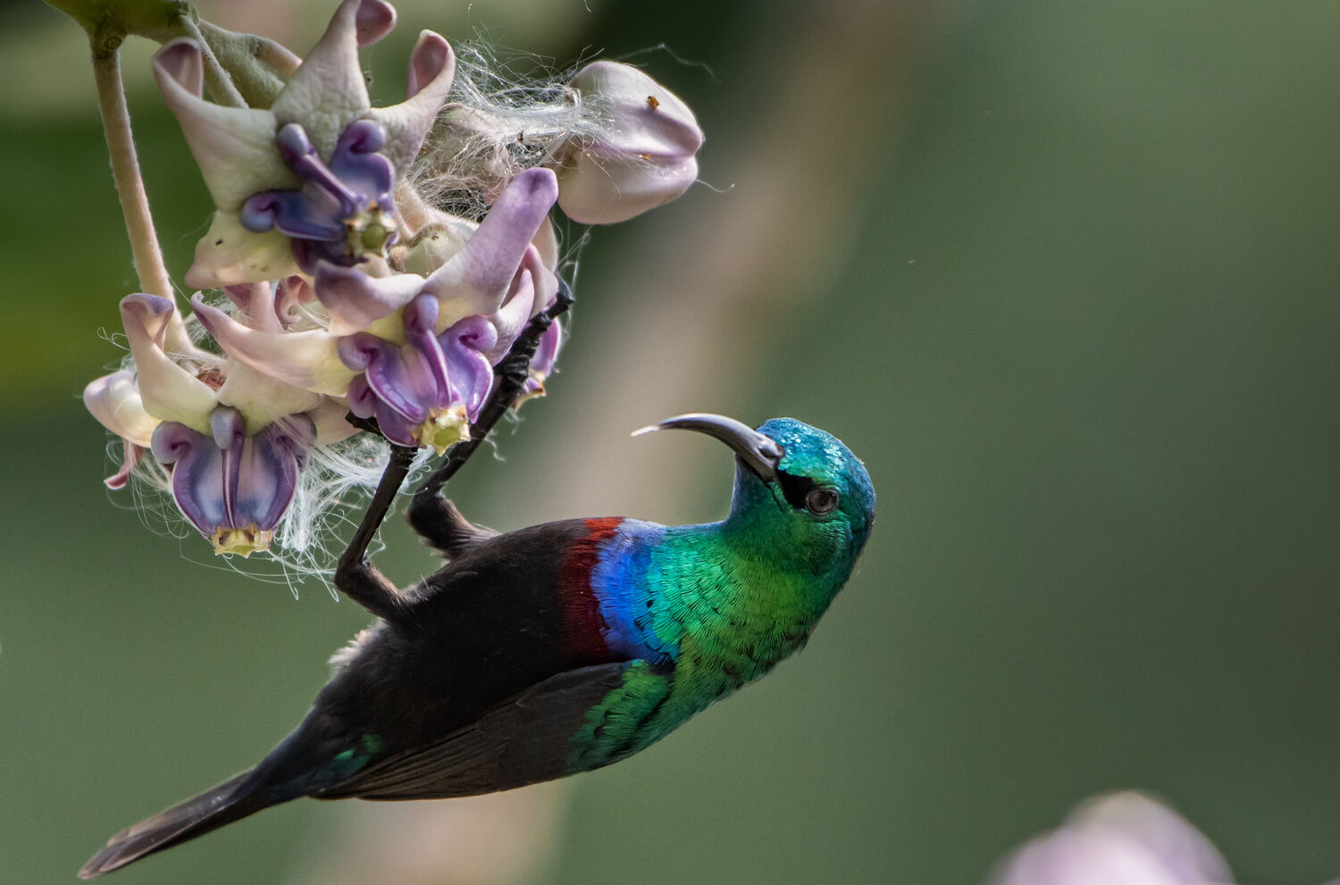 Calotropis gigantea var. purple - Crown Flower, Giant Milkweed, Aak, Alarka, Arbre a soie, Arka, Biduri, Bows - Image 3