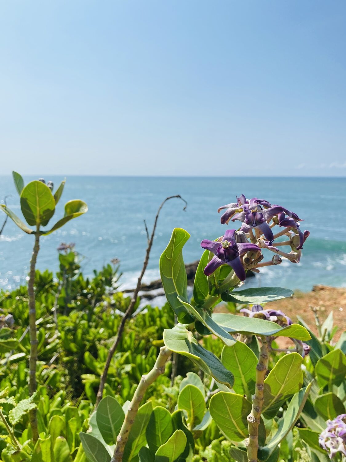 Calotropis gigantea var. purple - Crown Flower, Giant Milkweed, Aak, Alarka, Arbre a soie, Arka, Biduri, Bows - Image 5