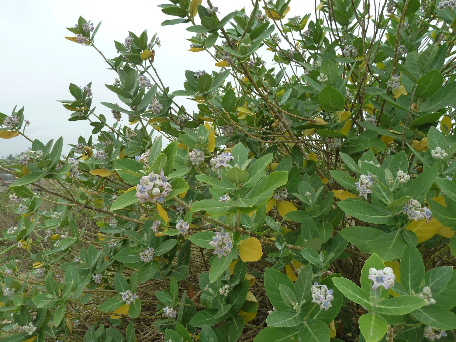 Calotropis gigantea var. purple - Crown Flower, Giant Milkweed, Aak, Alarka, Arbre a soie, Arka, Biduri, Bows - Image 6