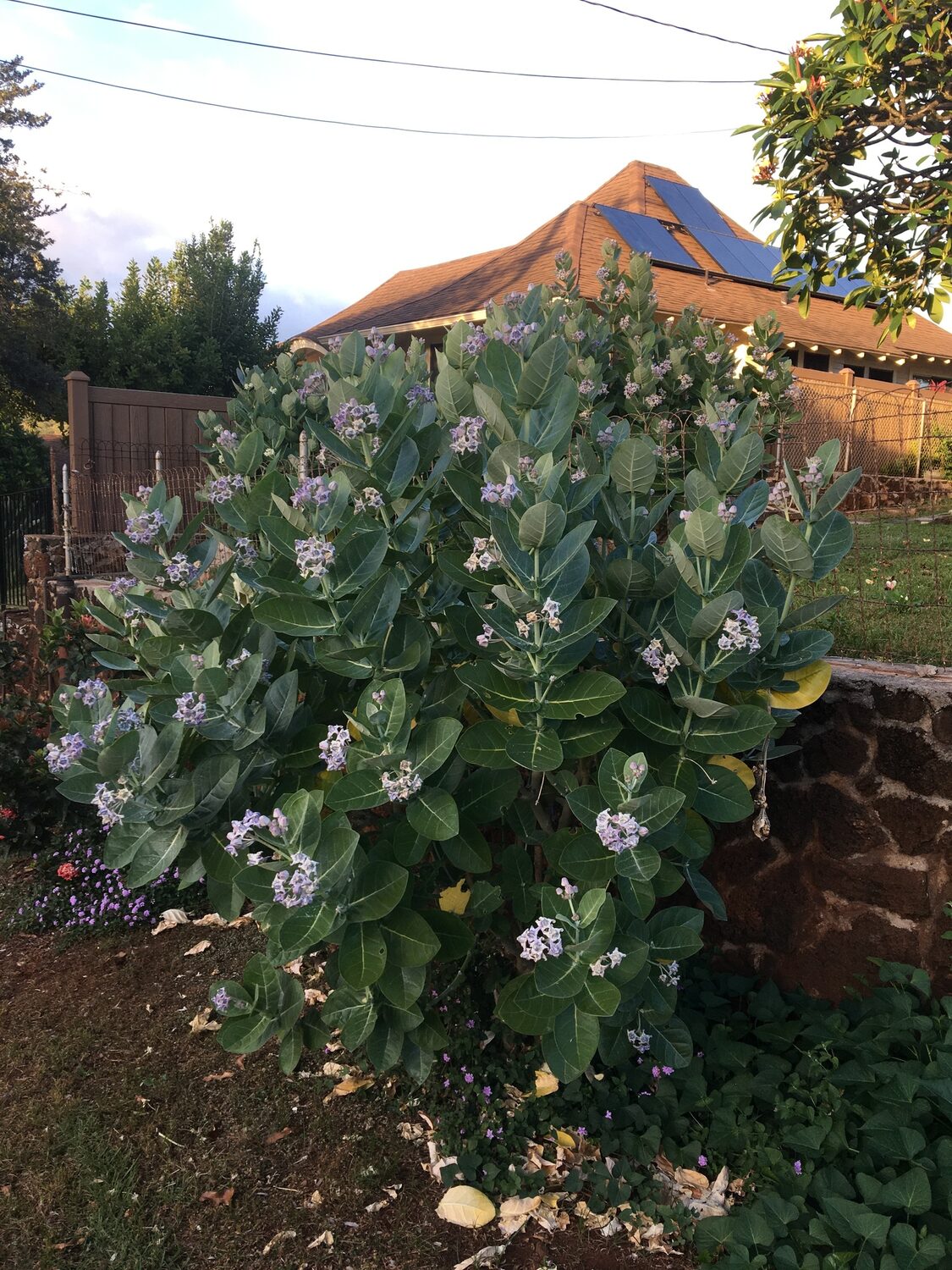 Calotropis gigantea var. purple - Crown Flower, Giant Milkweed, Aak, Alarka, Arbre a soie, Arka, Biduri, Bows - Image 7