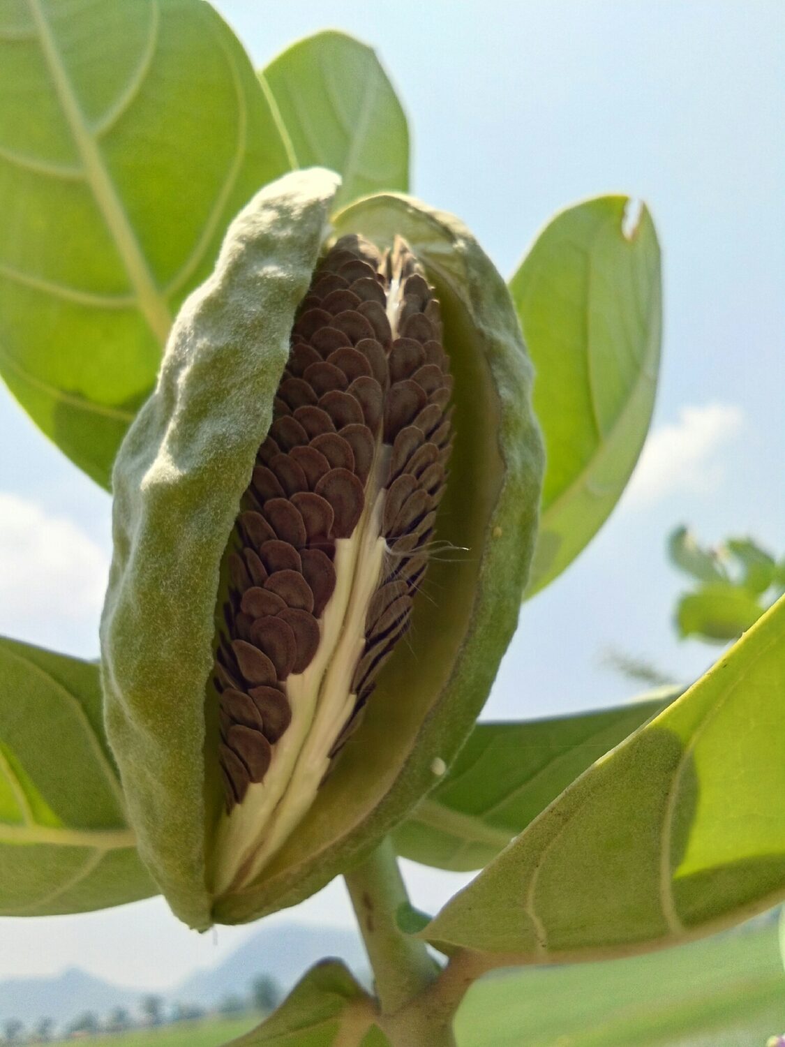 Calotropis gigantea var. purple - Crown Flower, Giant Milkweed, Aak, Alarka, Arbre a soie, Arka, Biduri, Bows - Image 8