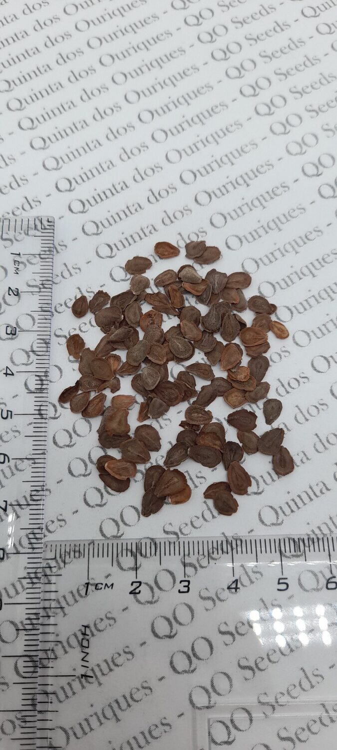 Calotropis gigantea var. purple - Crown Flower, Giant Milkweed, Aak, Alarka, Arbre a soie, Arka, Biduri, Bows - Image 10