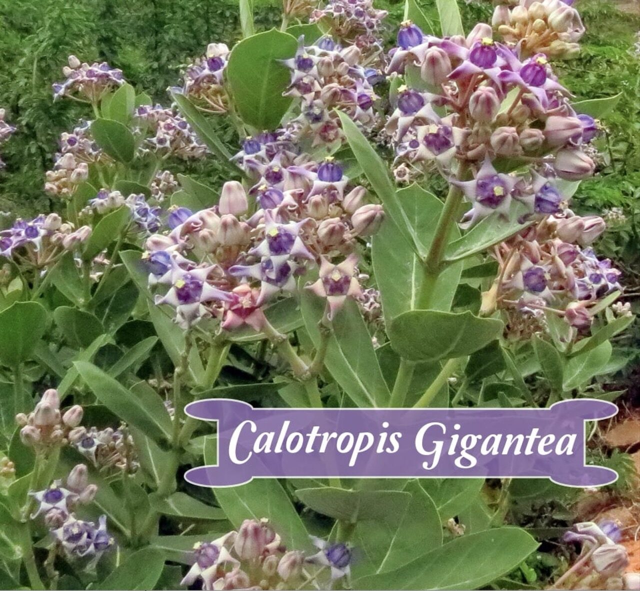 Calotropis gigantea var. purple - Crown Flower, Giant Milkweed, Aak, Alarka, Arbre a soie, Arka, Biduri, Bows