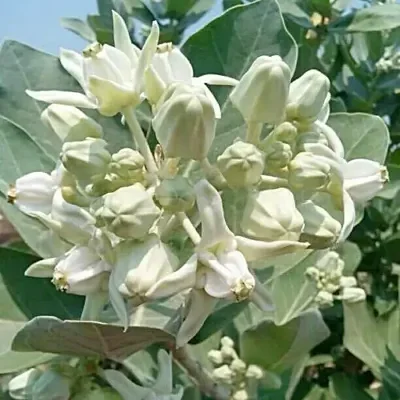 Calotropis gigantea var. white - Giant Milkweed, Crown Flower, Aak,  Alarka,  Arbre a soie,  Arka,  Biduri,  Bows