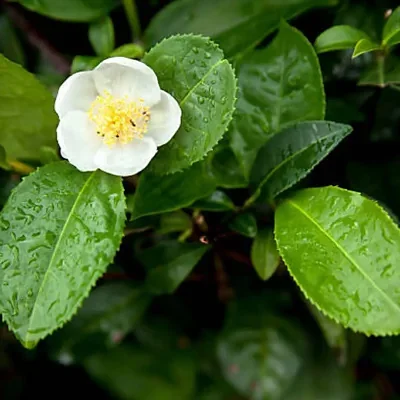 Camellia sinensis 'Darjeeling' - Darjeeling Tea Plant, Tea Plant, Tea Camellia, Indian Tea Plant