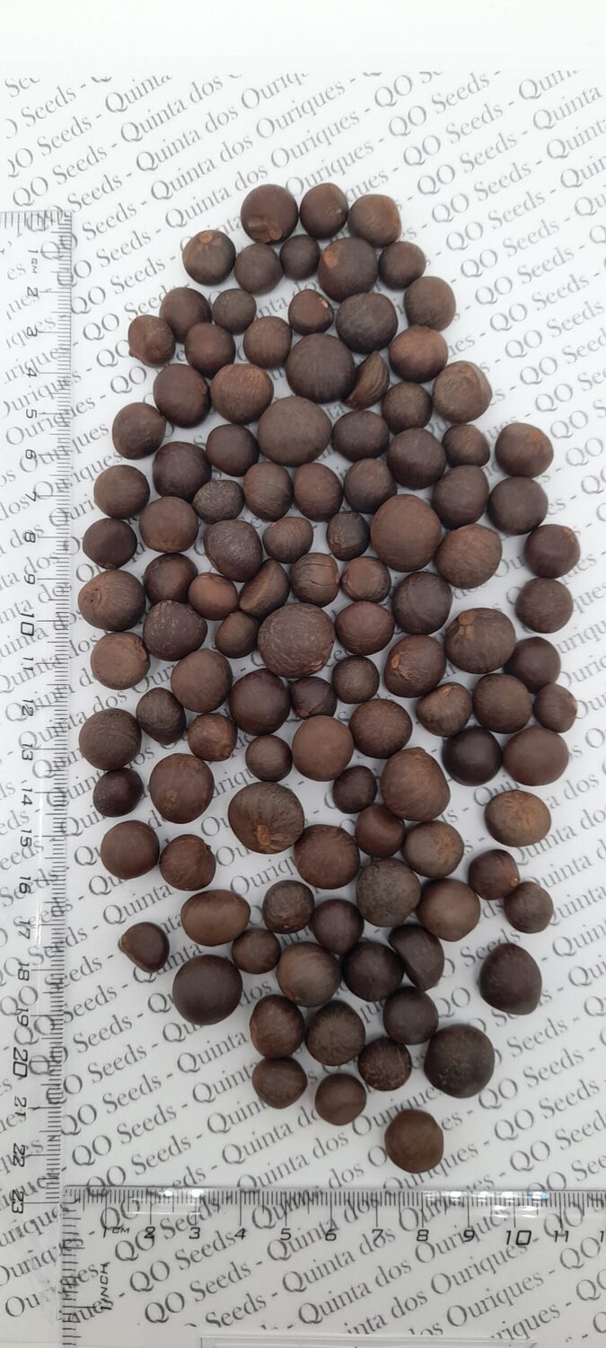 Camellia sinensis 'Darjeeling' - Darjeeling Tea Shrub, Tea Plant, Thea Chinensis, Tea Tree, Chai, Tea Shrub - Image 6