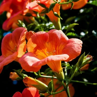 Campsis radicans - Trumpet Vine