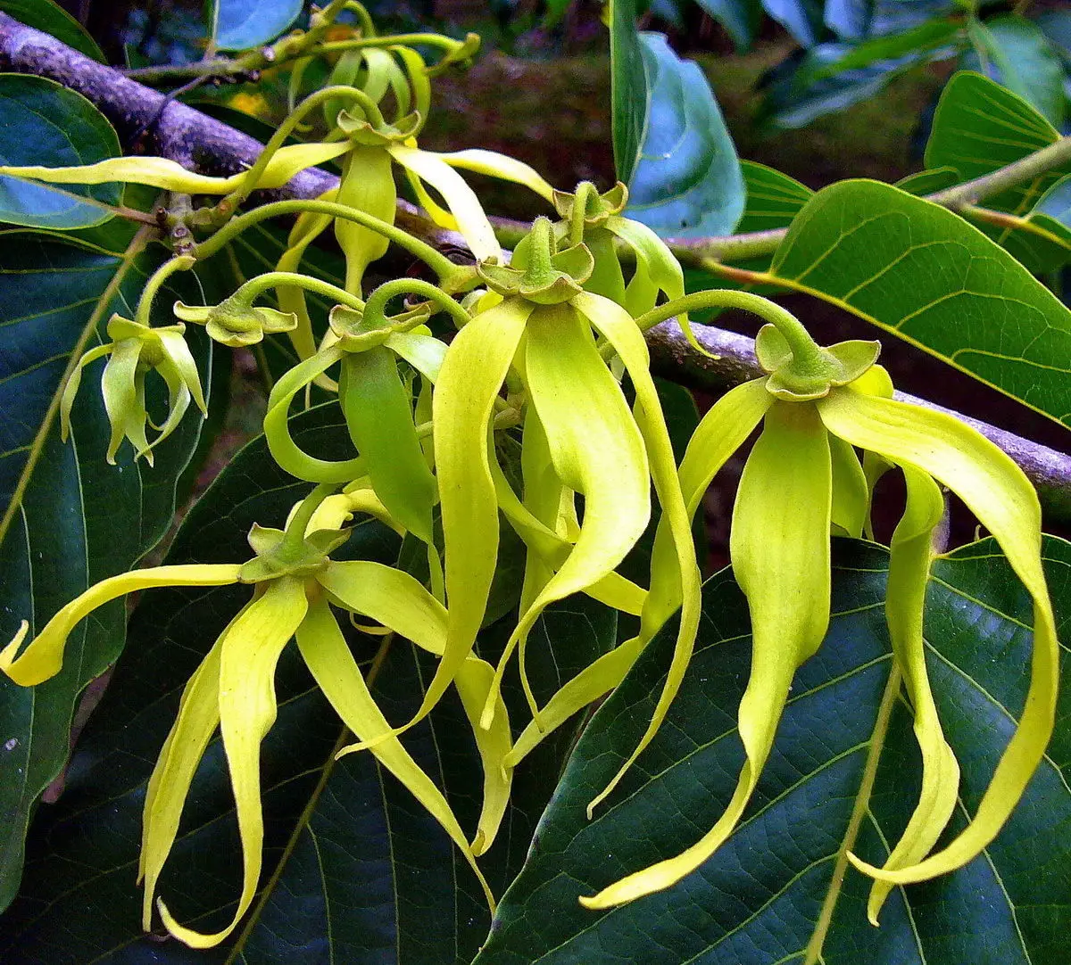 Cananga odorata - Ylang Ylang, Cananga Tree, Perfume Tree, Kenangaw, Chanel Nº 5, Ilang-Ilang, Macassar Oil Tree - Image 4