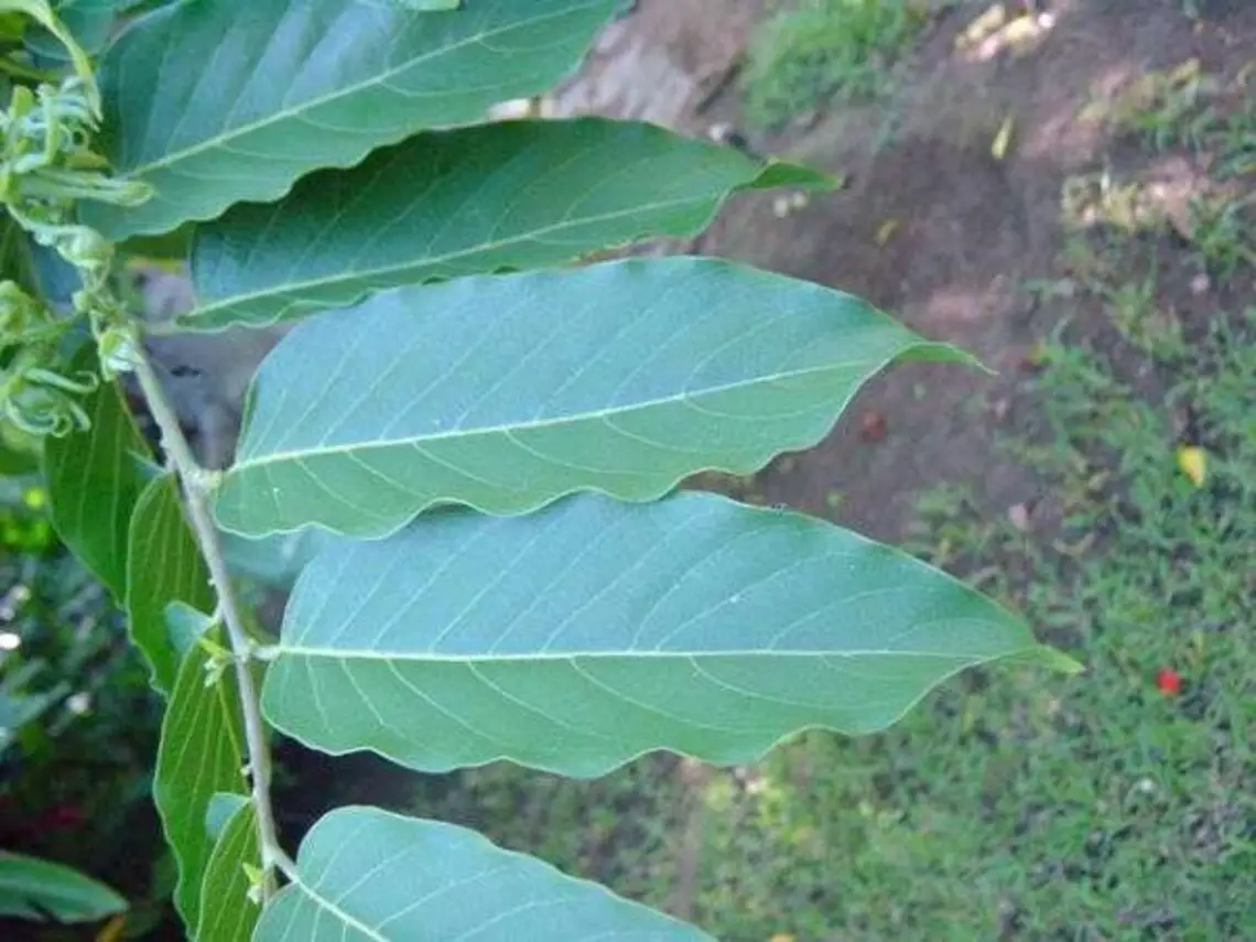 Cananga odorata - Ylang Ylang, Cananga Tree, Perfume Tree, Kenangaw, Chanel Nº 5, Ilang-Ilang, Macassar Oil Tree - Image 6