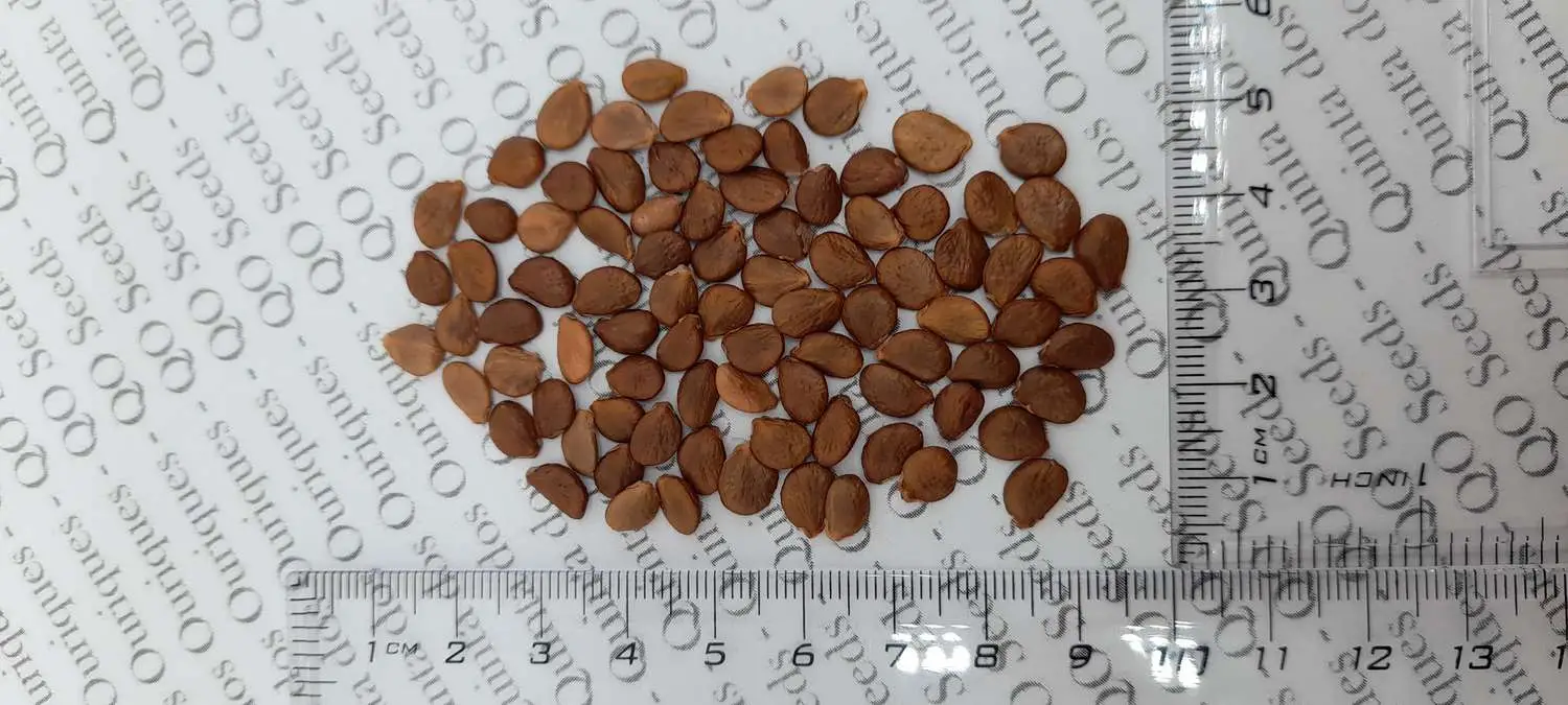 Cananga odorata - Ylang Ylang, Cananga Tree, Perfume Tree, Kenangaw, Chanel Nº 5, Ilang-Ilang, Macassar Oil Tree - Image 8