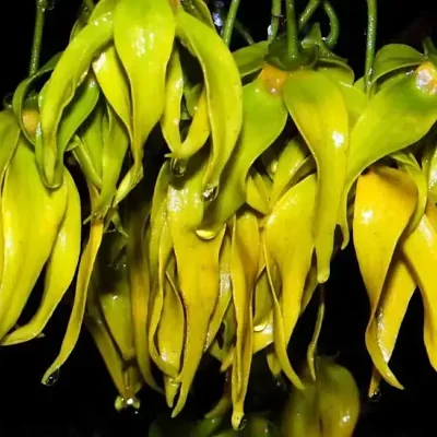Cananga odorata - Ylang Ylang, Cananga Tree, Perfume Tree, Kenangaw, Chanel Nº 5, Ilang-Ilang, Macassar Oil Tree
