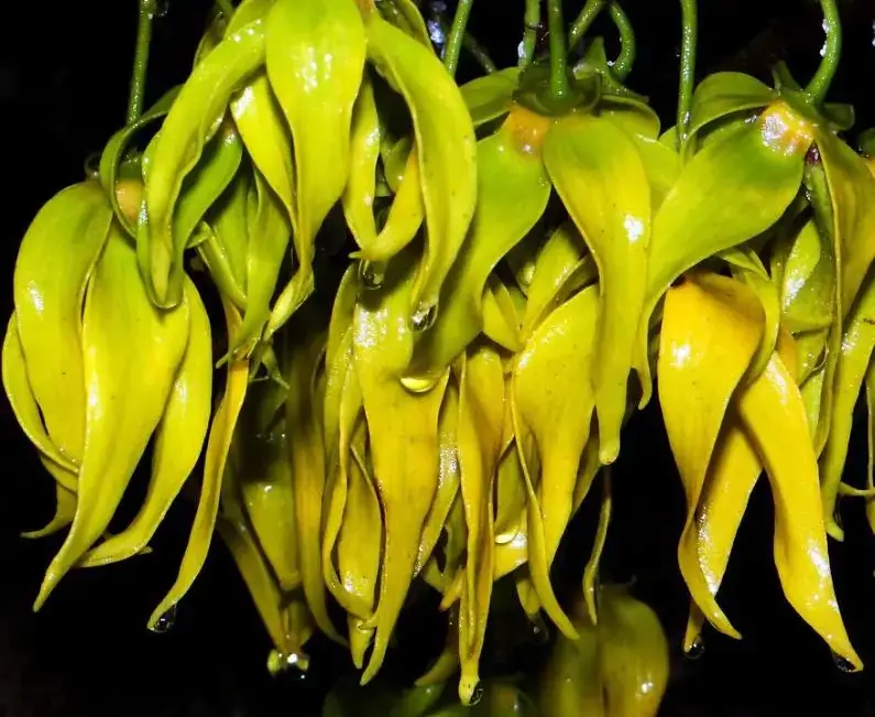 Cananga odorata - Ylang Ylang, Cananga Tree, Perfume Tree, Kenangaw, Chanel Nº 5, Ilang-Ilang, Macassar Oil Tree
