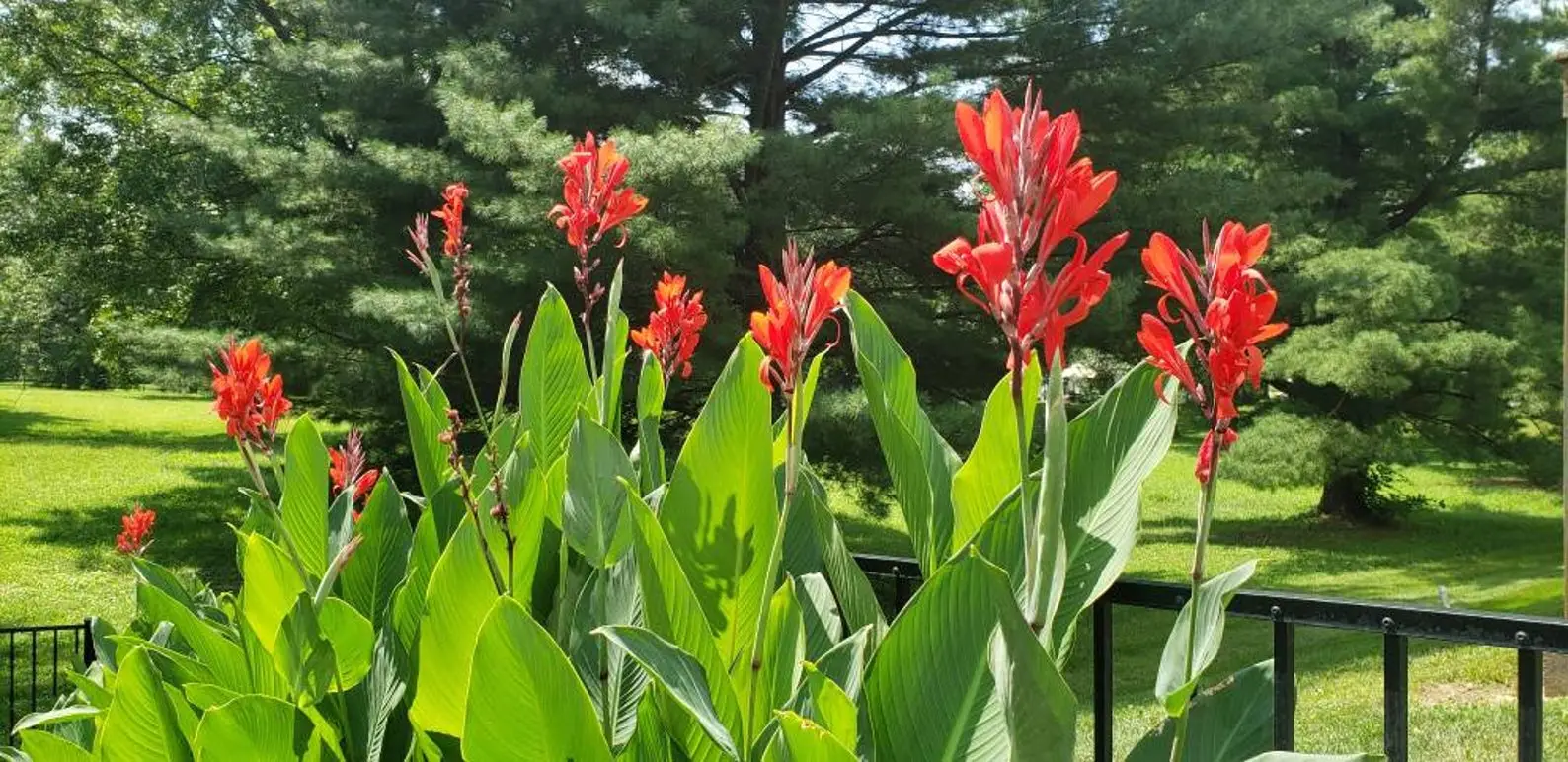 Canna indica - Canna Lily - Image 4