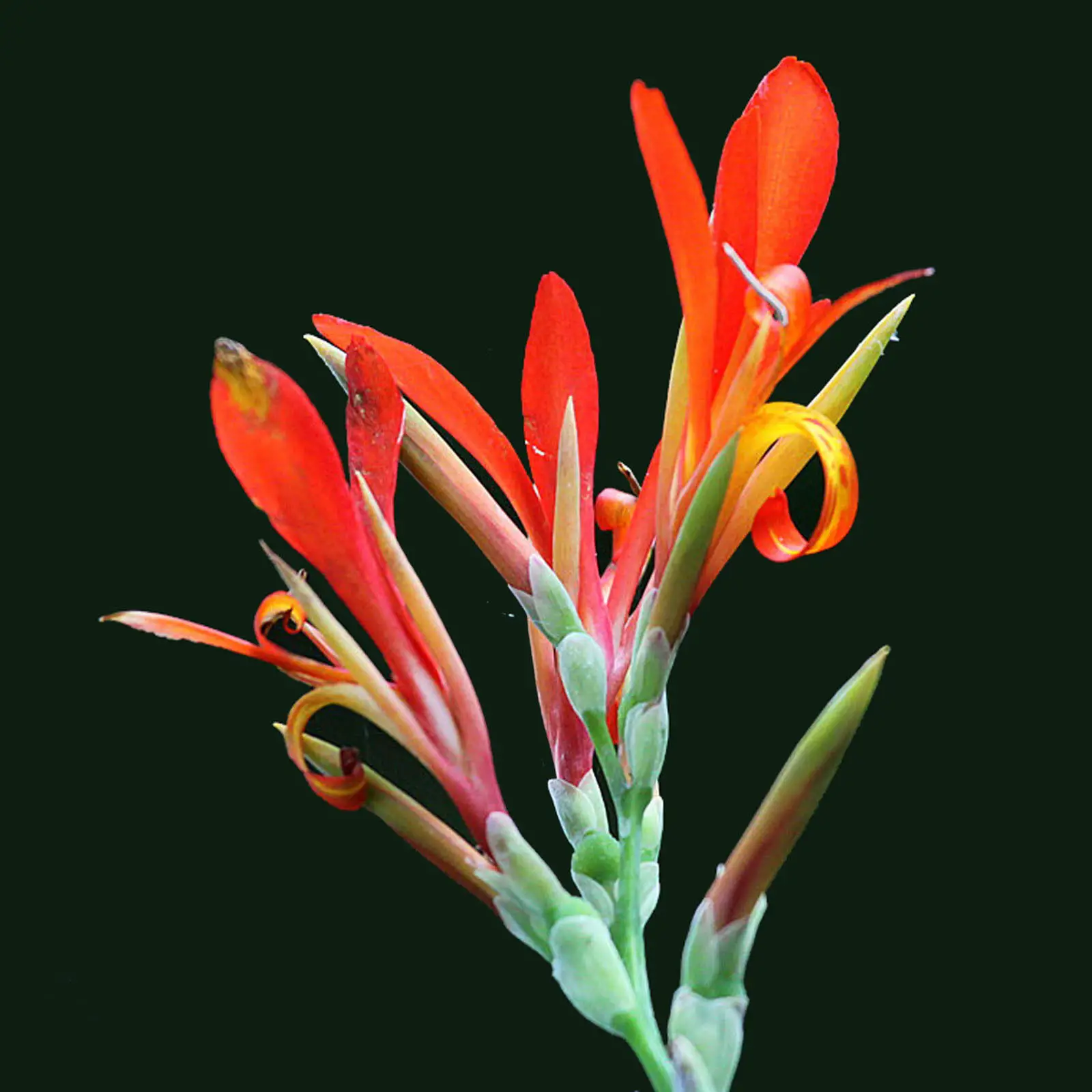 Canna indica - Canna Lily - Image 6