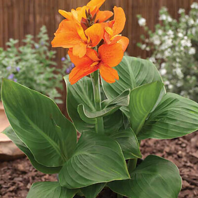 Canna jaegeriana - Orange Canna Lily