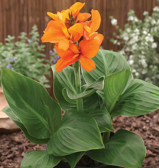Canna jaegeriana - Orange Canna Lily