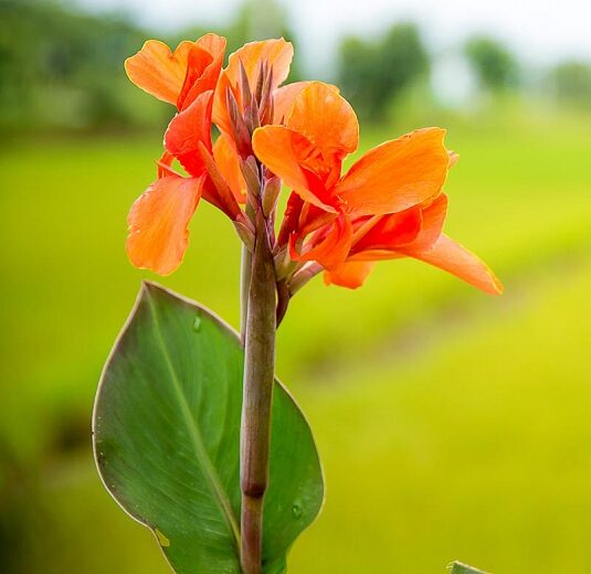 Canna jaegeriana - Orange Canna Lily - Image 2