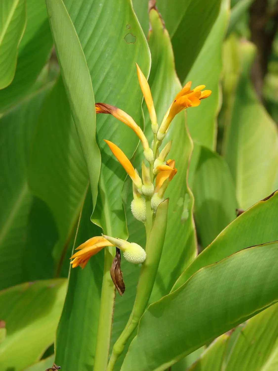 Canna jaegeriana - Orange Canna Lily - Image 3