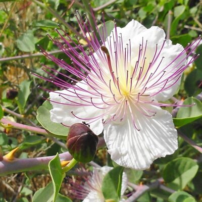 Capparis spinosa - Flinders Rose, Caper Bush, Caper, Kapper, Echter Kapernstrauch, Alcaparro, Câpri
