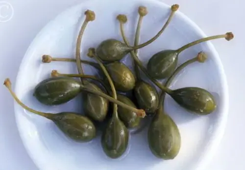 Capparis spinosa - Flinders Rose, Caper Bush, Caper, Kapper, Echter Kapernstrauch, Alcaparro, Câpri - Image 2