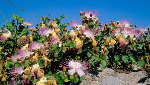Capparis spinosa - Flinders Rose, Caper Bush, Caper, Kapper, Echter Kapernstrauch, Alcaparro, Câpri - Image 3