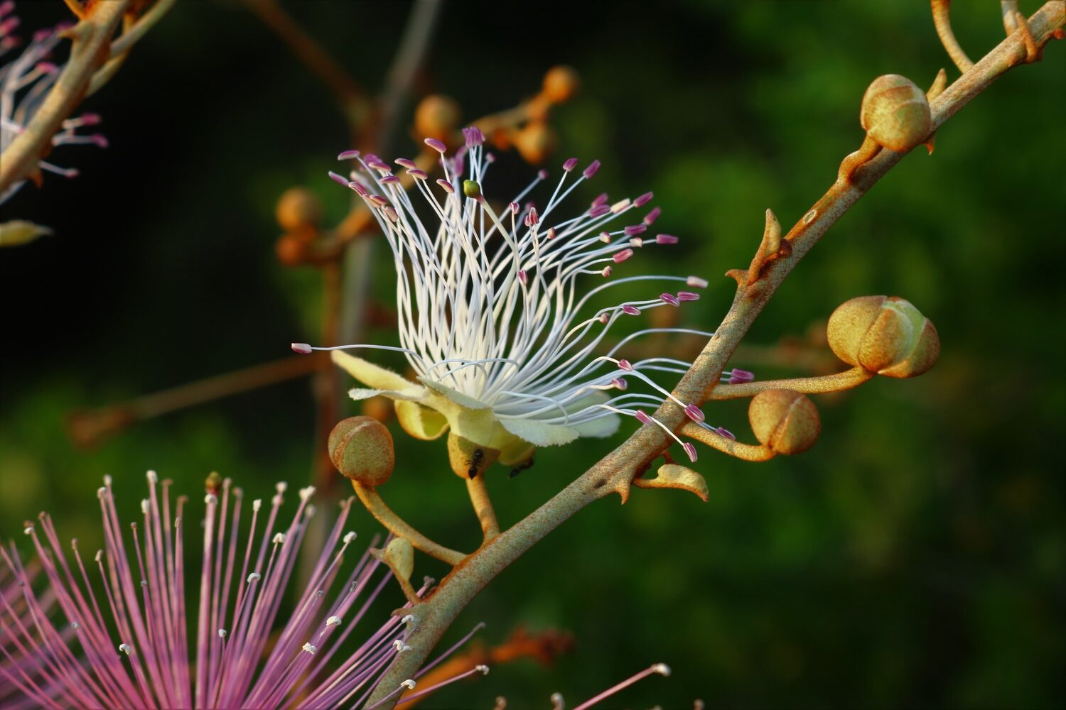 Capparis zeylanica - Ceylon Caper, Indian Caper - Image 2