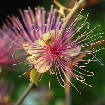 Capparis zeylanica - Ceylon Caper, Indian Caper