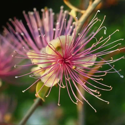 Capparis zeylanica - Ceylon Caper, Indian Caper