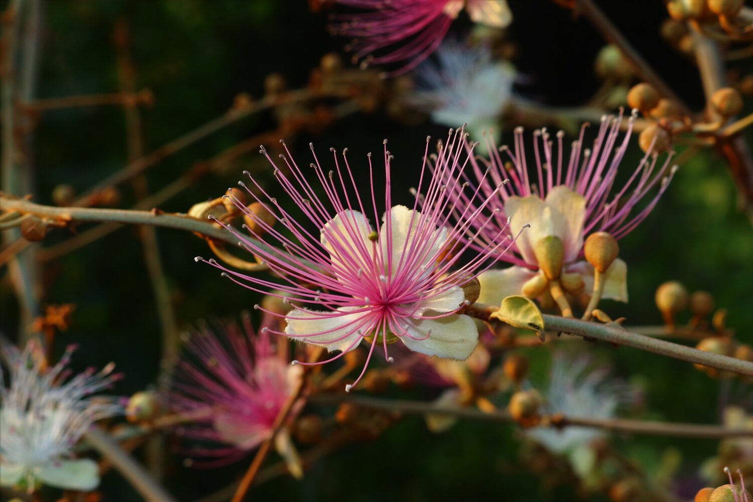 Capparis zeylanica - Ceylon Caper, Indian Caper - Image 3