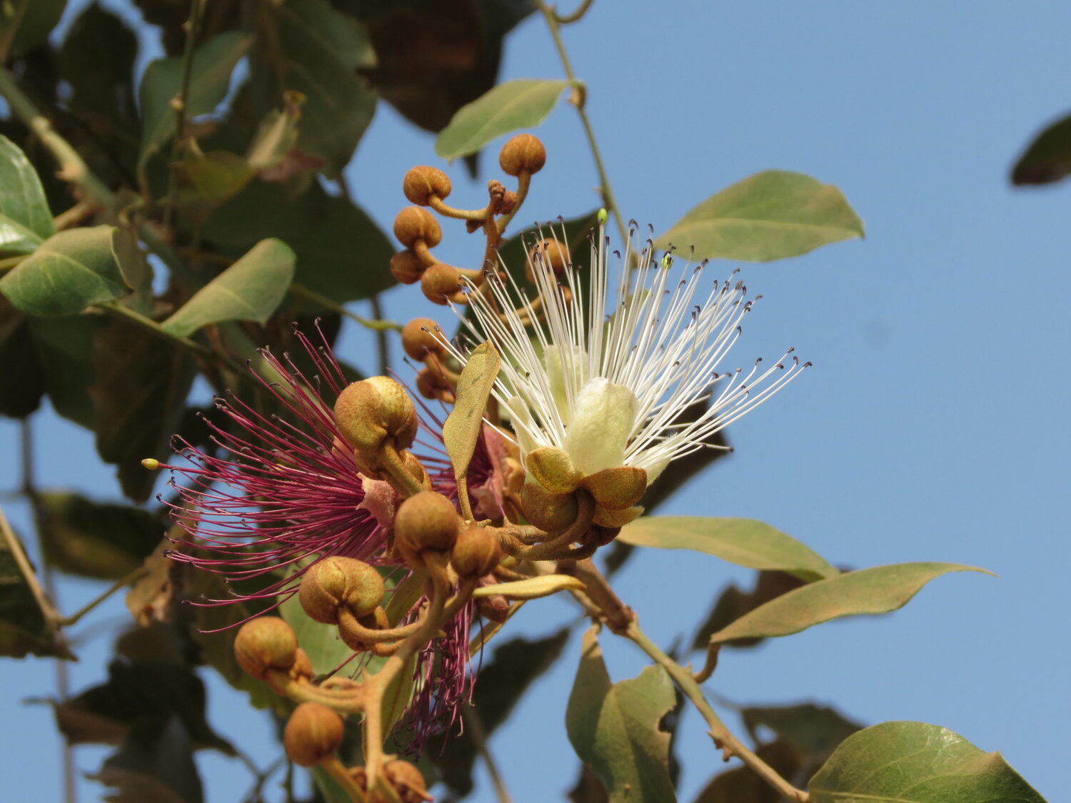 Capparis zeylanica - Ceylon Caper, Indian Caper - Image 5