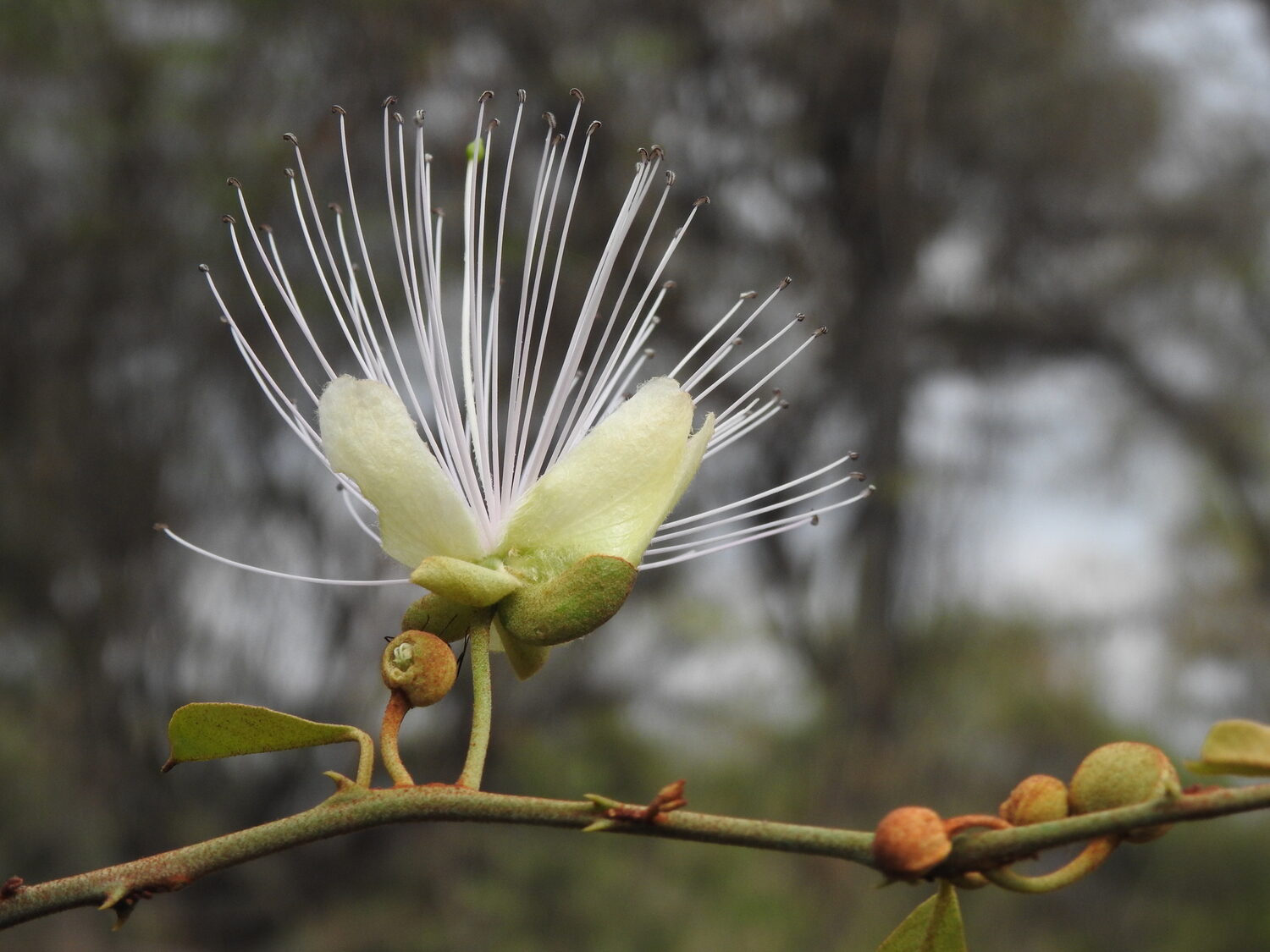 Capparis zeylanica - Ceylon Caper, Indian Caper - Image 6
