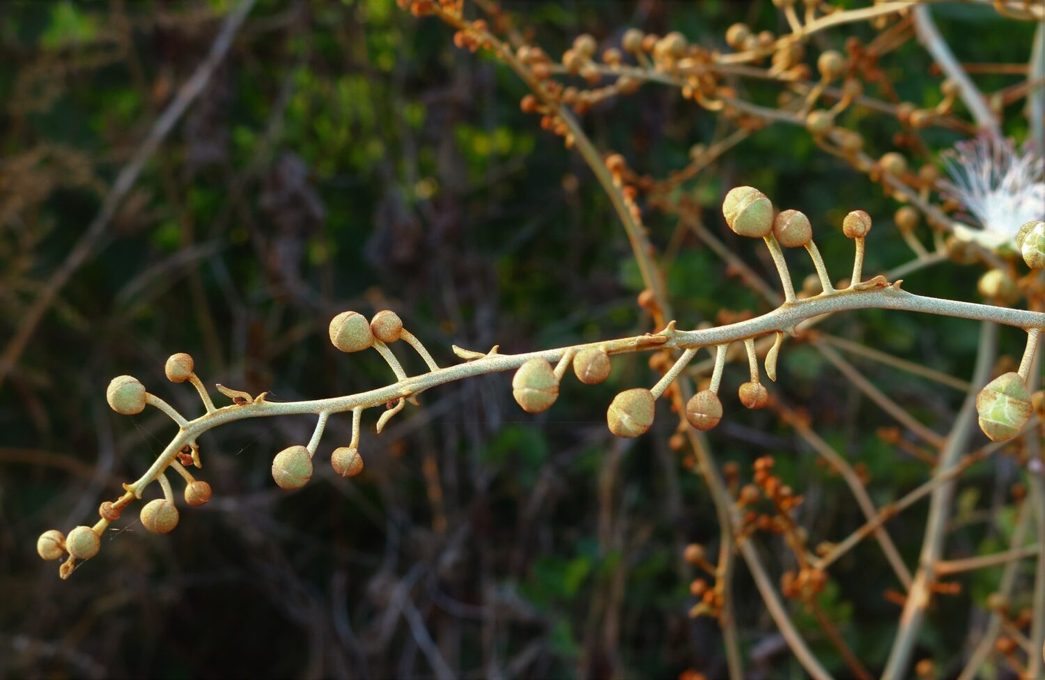 Capparis zeylanica - Ceylon Caper, Indian Caper - Image 8