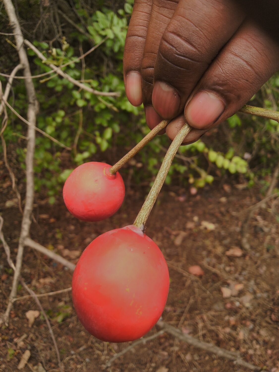Capparis zeylanica - Ceylon Caper, Indian Caper - Image 9