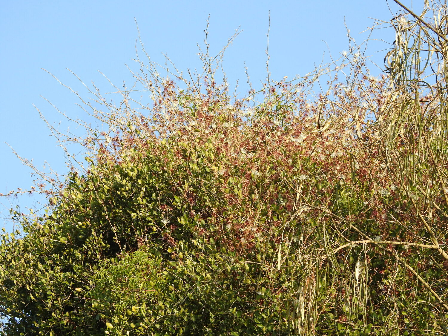 Capparis zeylanica - Ceylon Caper, Indian Caper - Image 10