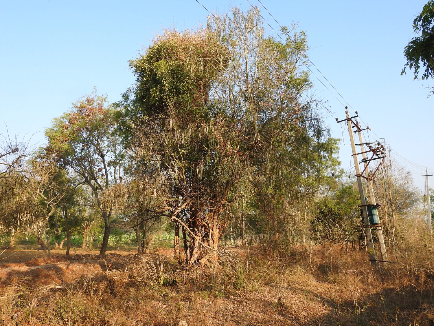 Capparis zeylanica - Ceylon Caper, Indian Caper - Image 11
