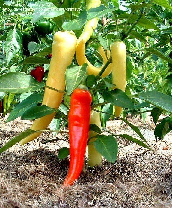Capsicum annuum / Capsicum abyssinicum / Capsicum angulosum - Banana Pepper, Sweet Banana