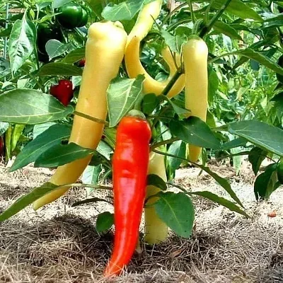 Capsicum annuum / Capsicum abyssinicum / Capsicum angulosum - Banana Pepper, Sweet Banana